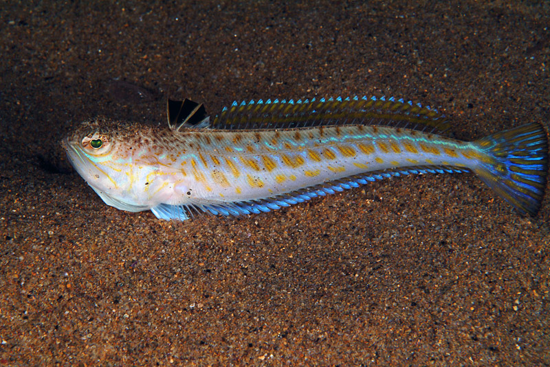 Trachinus draco (Linneo, 1758)
